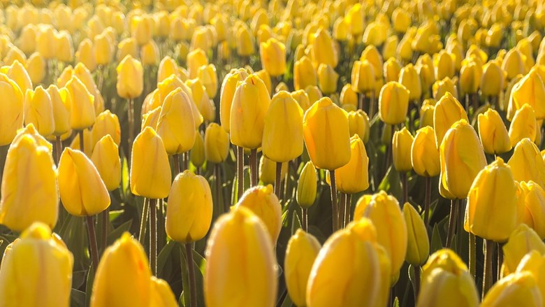 Stand van zaken cao Groothandel Bloemen en Planten