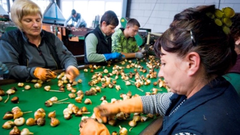 Separation of employment and accommodation – a positive step forward for migrant workers in the Netherlands