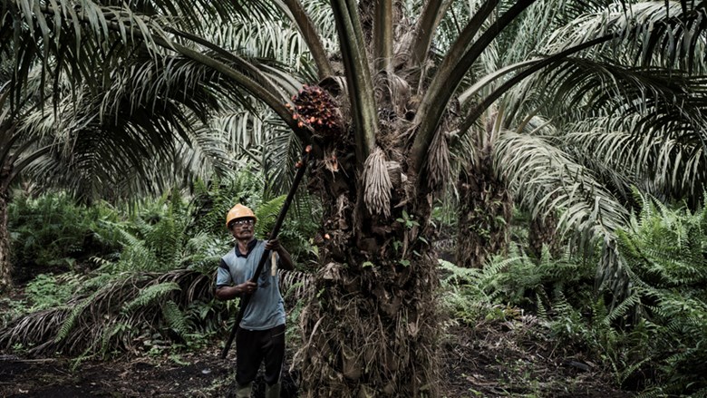 Werknemer aan het werk op palmolielplantage