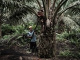 Werknemer aan het werk op palmolielplantage