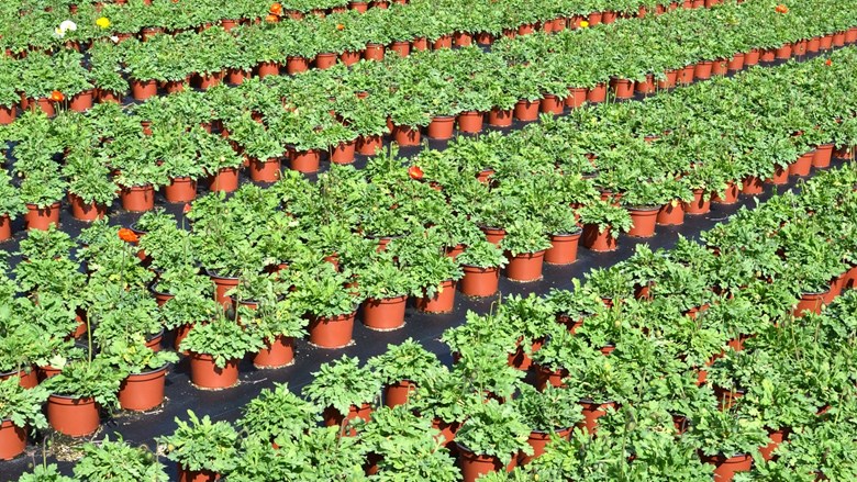 FNV sluit cao bij Royal FloraHolland