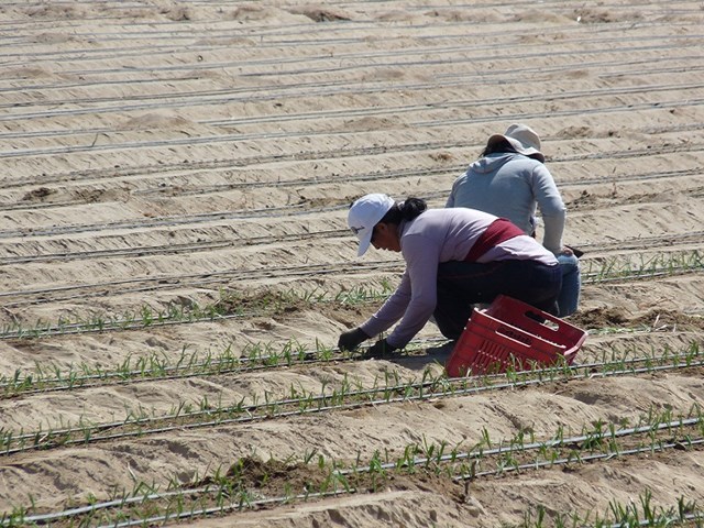 Agricultural worker in Peru