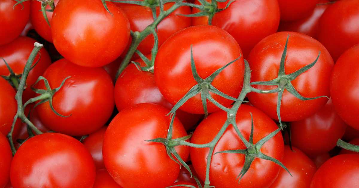 FNV e CBL stanno collaborando alla ricerca della filiera del pomodoro FNV e CBL stanno collaborando alla ricerca della filiera del pomodoro