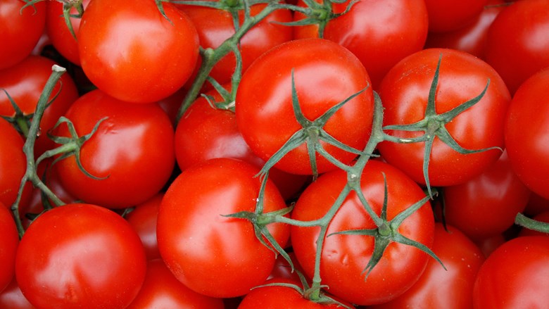 FNV en CBL doen onderzoek naar tomatenteelt