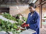 Vrouw werkzaam in de bloemenindustrie Oeganda