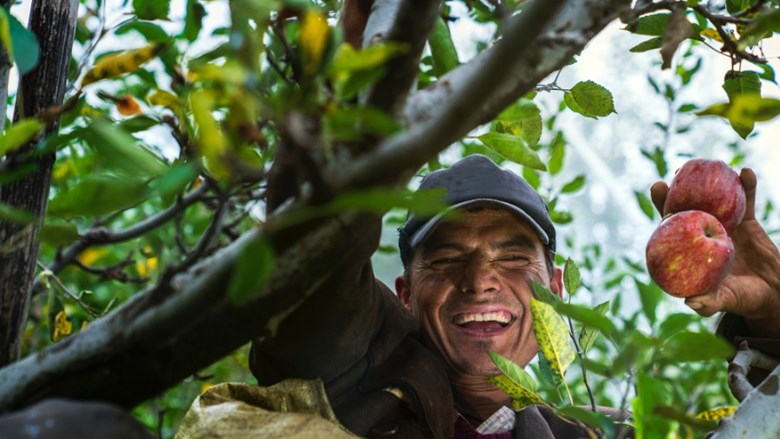 Lachende man plukt appels uit boom