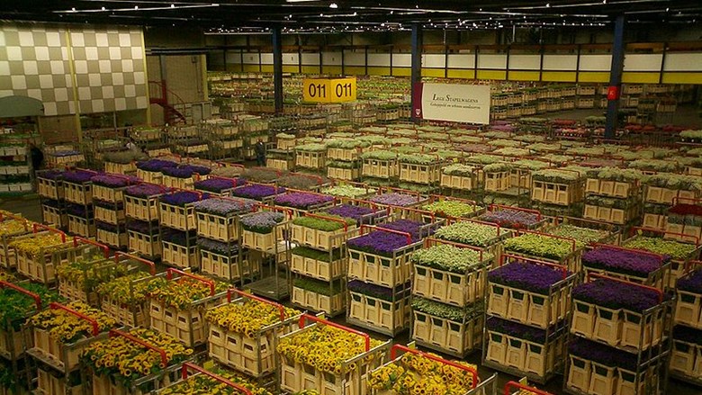 Leden stemmen in met nieuwe cao Groothandel Bloemen en Planten