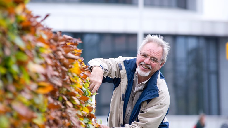 Oudere man snoeit de heg