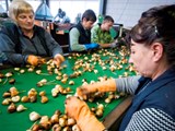 arbeidsmigranten