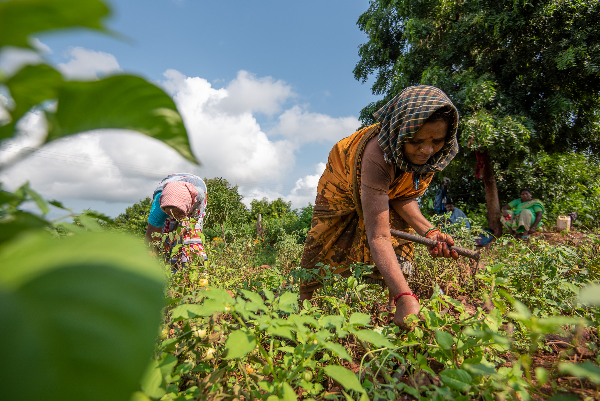 landbouwwerker-zaadsector-india