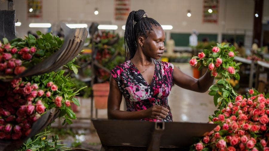 Young women working at a rose rose grower and exporter in Uganda