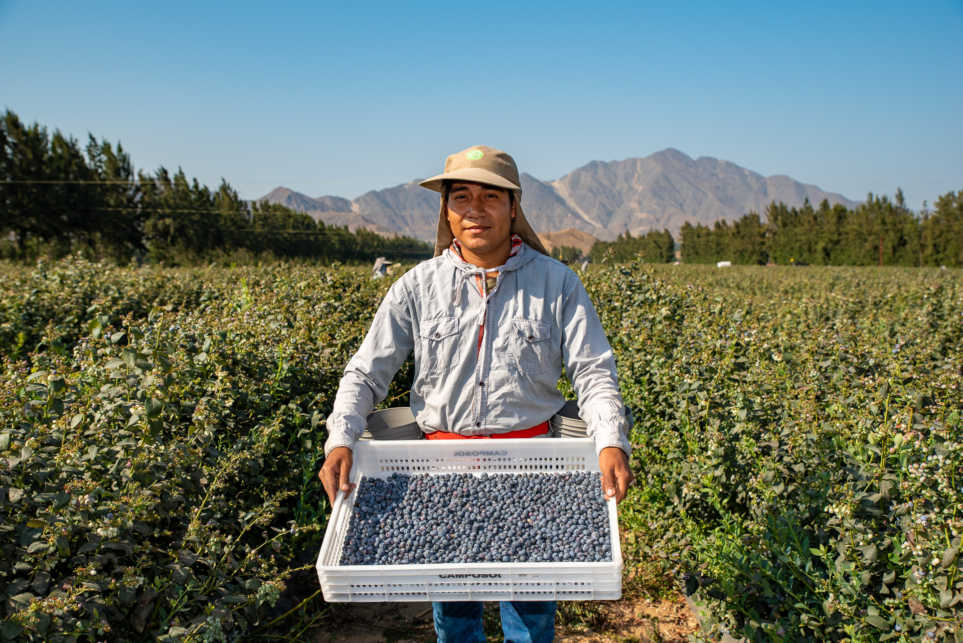 Elar met een bak met blauwe bessen